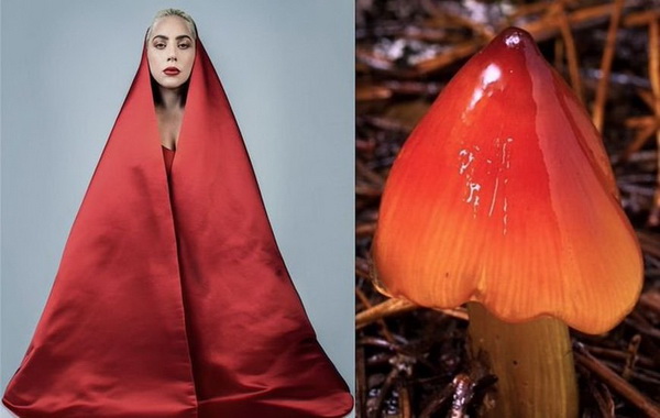 lady-gaga-mashrum-10-LN.jpg 600x400