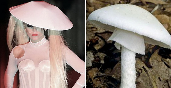 lady-gaga-mashrum-3-LN.jpg 600x400