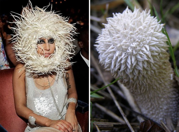 lady-gaga-mashrum-8-LN.jpg 600x400