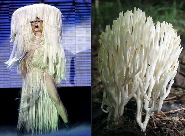 lady-gaga-mashrum-9-LN.jpg 600x400