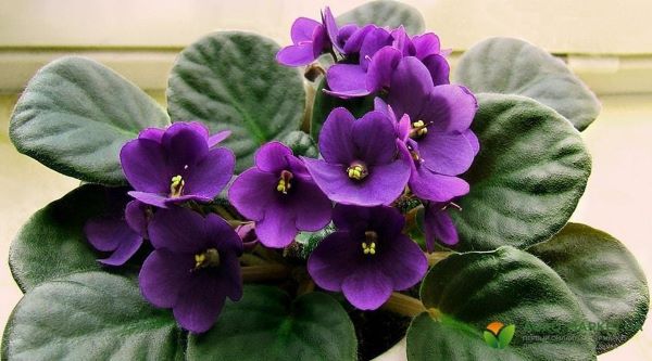 privlech-lyubov-3-LN.jpg 300x400