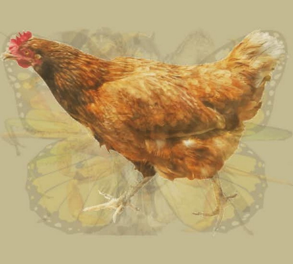 test-foto-2-LN.jpg 600x580
