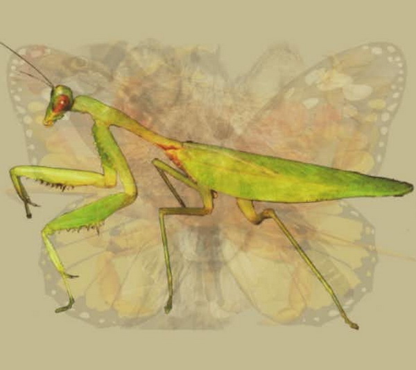 test-foto-4-LN.jpg 600x580
