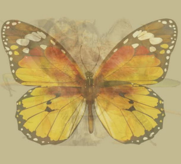 test-foto-8-LN.jpg 600x580