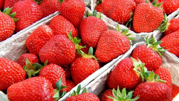 foods-1-LN 600x400